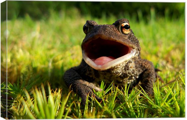 Common Toad Canvas Print by Macrae Images
