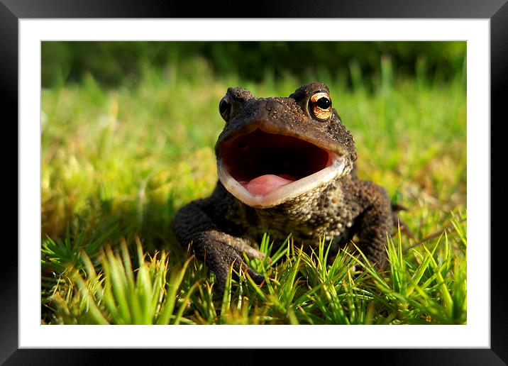 Common Toad Framed Mounted Print by Macrae Images