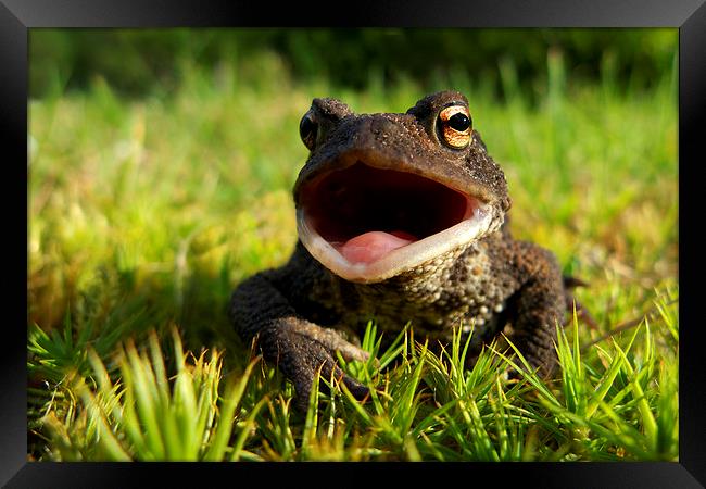 Common Toad Framed Print by Macrae Images