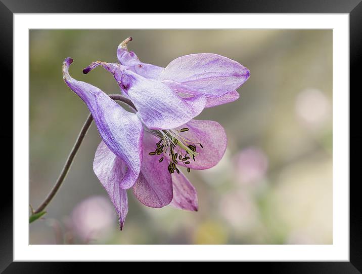 Aquilegia Framed Mounted Print by Val Saxby LRPS