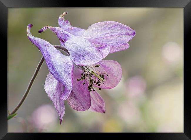 Aquilegia Framed Print by Val Saxby LRPS