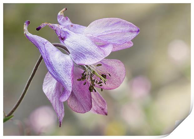 Aquilegia Print by Val Saxby LRPS