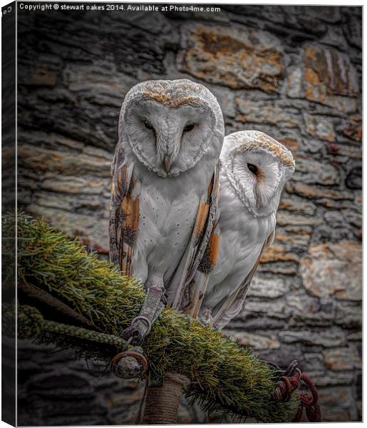 Owls in Conwy Canvas Print by stewart oakes