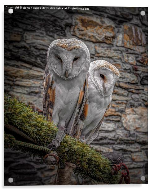 Owls in Conwy Acrylic by stewart oakes
