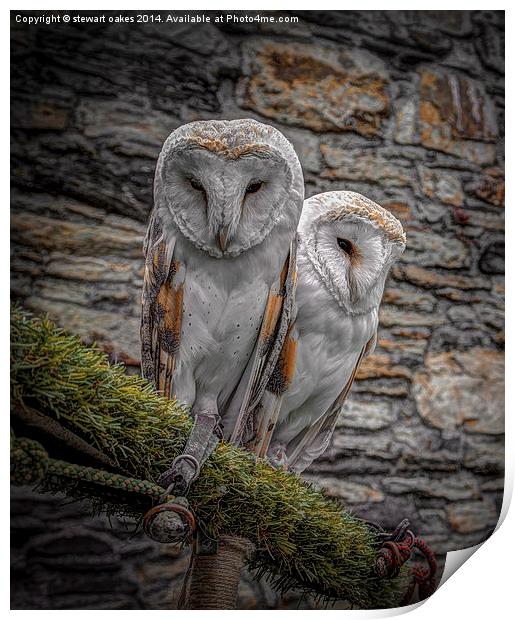Owls in Conwy Print by stewart oakes