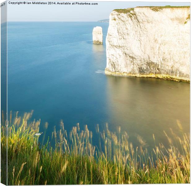 Morning light at Old Harry Rocks Canvas Print by Ian Middleton