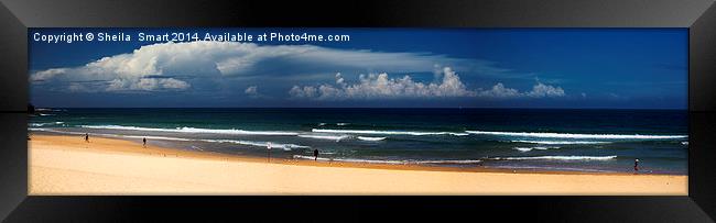 Manly Beach panorama Framed Print by Sheila Smart