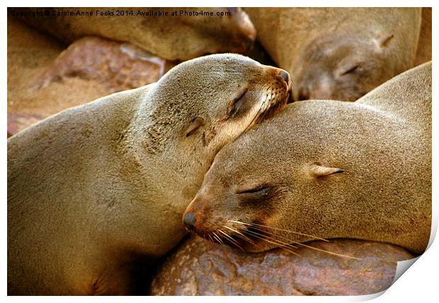 Cuddling Cousins - Cape Fur Seals Print by Carole-Anne Fooks
