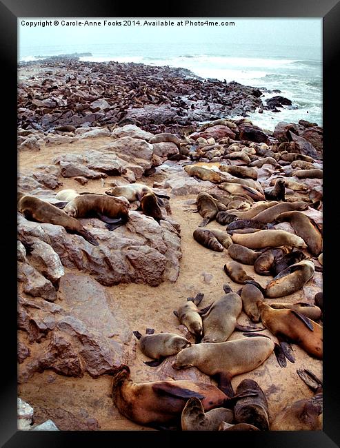 South African Fur Seal Colony Framed Print by Carole-Anne Fooks