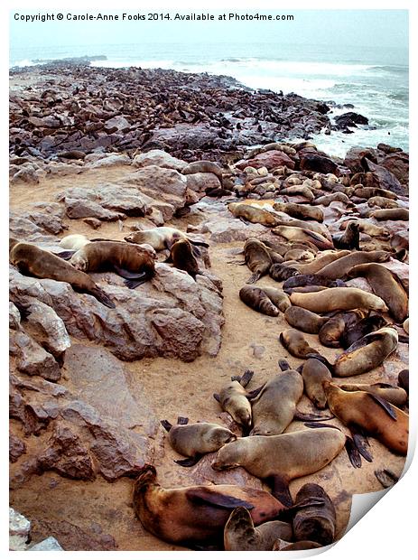 South African Fur Seal Colony Print by Carole-Anne Fooks