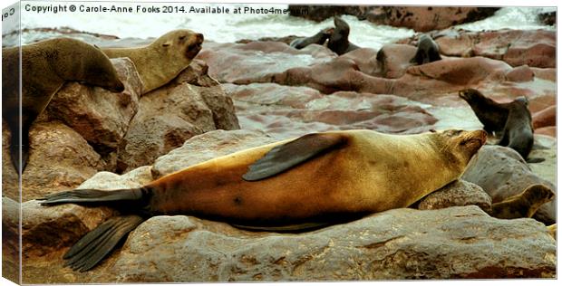 Lazy! South African Fur Seal Canvas Print by Carole-Anne Fooks