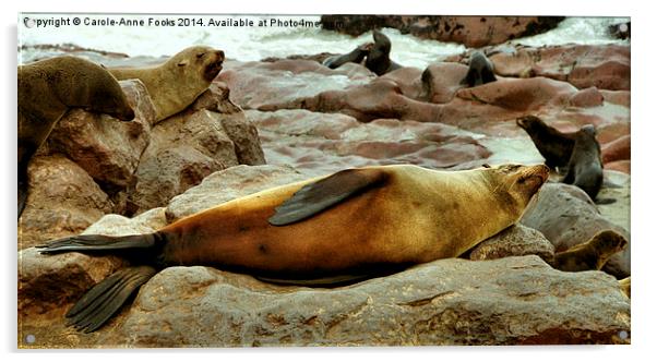 Lazy! South African Fur Seal Acrylic by Carole-Anne Fooks