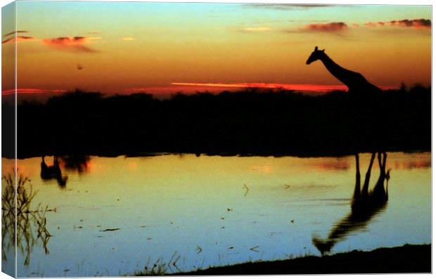 Giraffe at Sunset, Etosha, Namibia Canvas Print by Carole-Anne Fooks