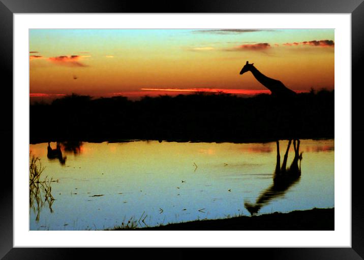 Giraffe at Sunset, Etosha, Namibia Framed Mounted Print by Carole-Anne Fooks