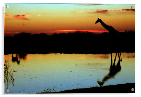 Giraffe at Sunset, Etosha, Namibia Acrylic by Carole-Anne Fooks