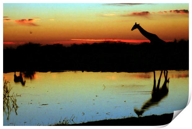 Giraffe at Sunset, Etosha, Namibia Print by Carole-Anne Fooks