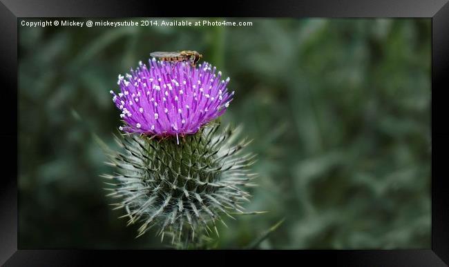 Thistle Framed Print by rawshutterbug 