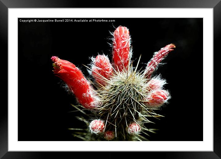 Firecracker Cactus Framed Mounted Print by Jacqueline Burrell