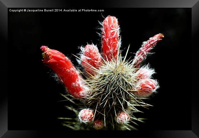 Firecracker Cactus Framed Print by Jacqueline Burrell