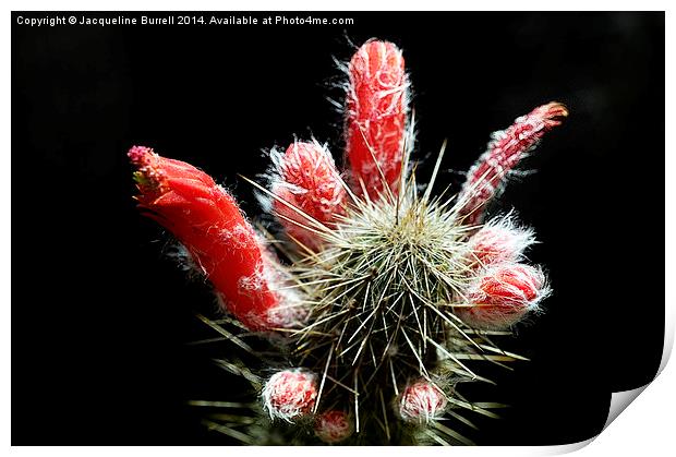 Firecracker Cactus Print by Jacqueline Burrell
