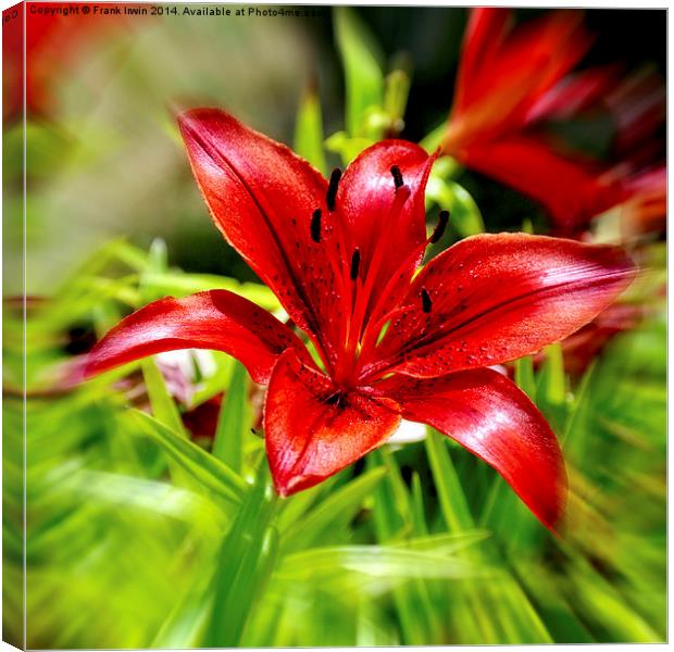 Beautiful Red Lilly Canvas Print by Frank Irwin