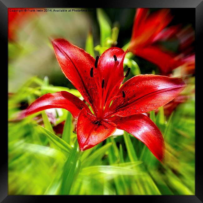 Beautiful Red Lilly Framed Print by Frank Irwin