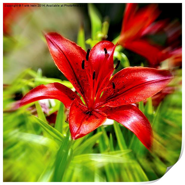 Beautiful Red Lilly Print by Frank Irwin