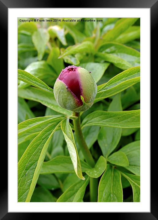 Picture of a Peony bud about to bloom. Framed Mounted Print by Frank Irwin
