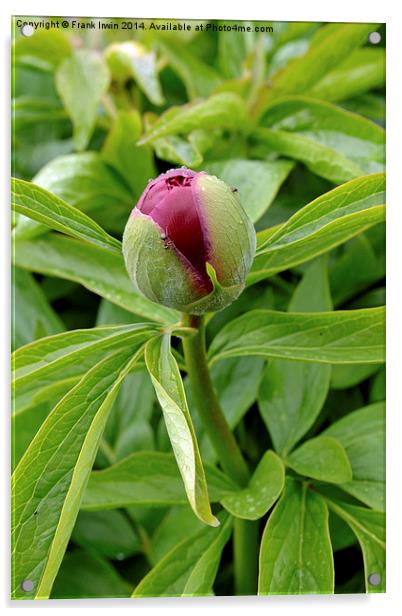Picture of a Peony bud about to bloom. Acrylic by Frank Irwin