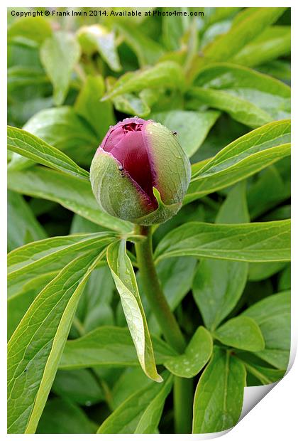 Picture of a Peony bud about to bloom. Print by Frank Irwin