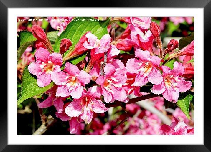 A sprig of newly blossomed Weigela Framed Mounted Print by Frank Irwin