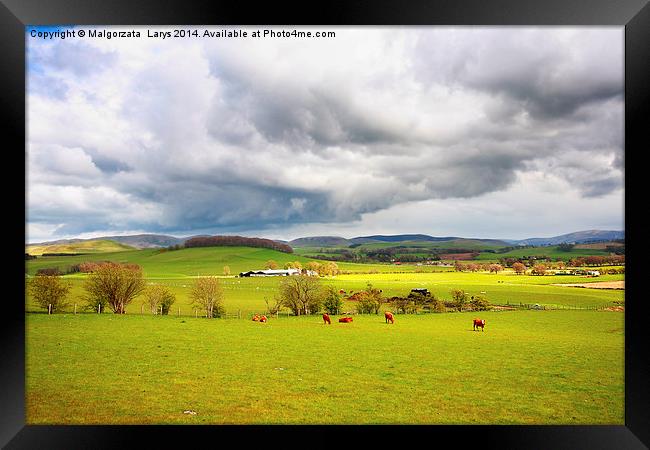 Beautiful rural landscape with grazing cows, hills Framed Print by Malgorzata Larys