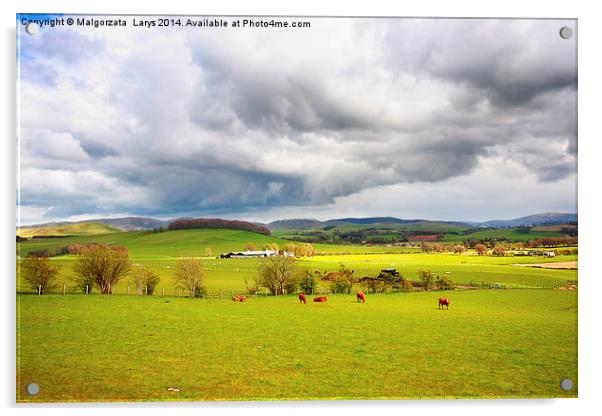 Beautiful rural landscape with grazing cows, hills Acrylic by Malgorzata Larys