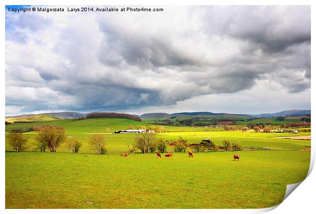 Beautiful rural landscape with grazing cows, hills Print by Malgorzata Larys
