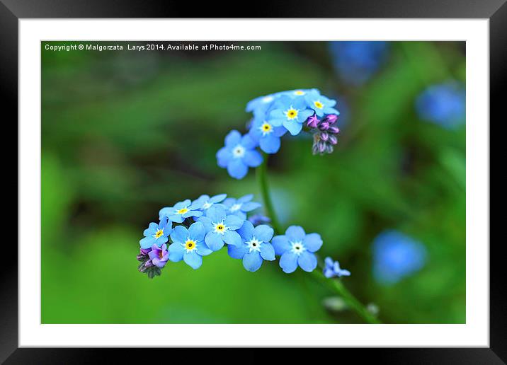 Forget me not Framed Mounted Print by Malgorzata Larys