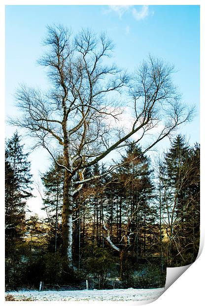 Snowy Tree In Winter Print by Steven Garratt