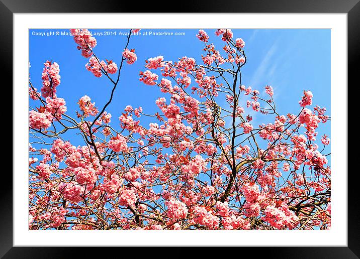 Japanese cherry tree branches against blue sky Framed Mounted Print by Malgorzata Larys