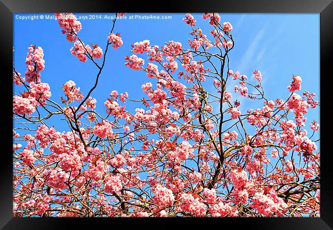 Japanese cherry tree branches against blue sky Framed Print by Malgorzata Larys
