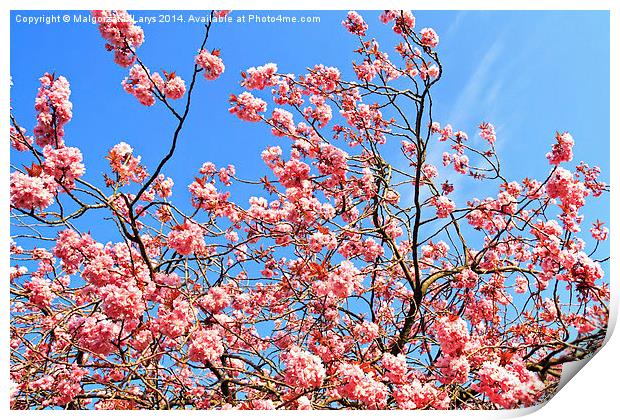 Japanese cherry tree branches against blue sky Print by Malgorzata Larys