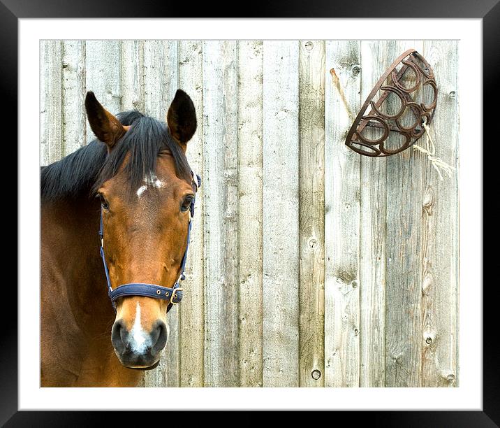 Horse Framed Mounted Print by Steven Garratt