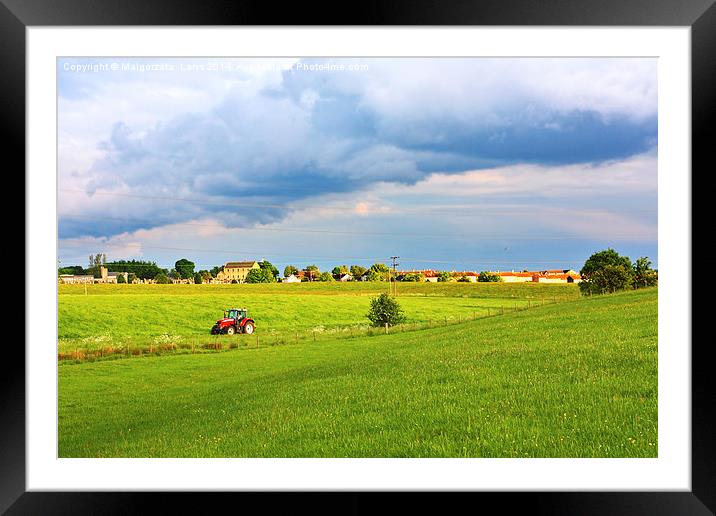 A red tractor in the fields of Scotland, Springtim Framed Mounted Print by Malgorzata Larys