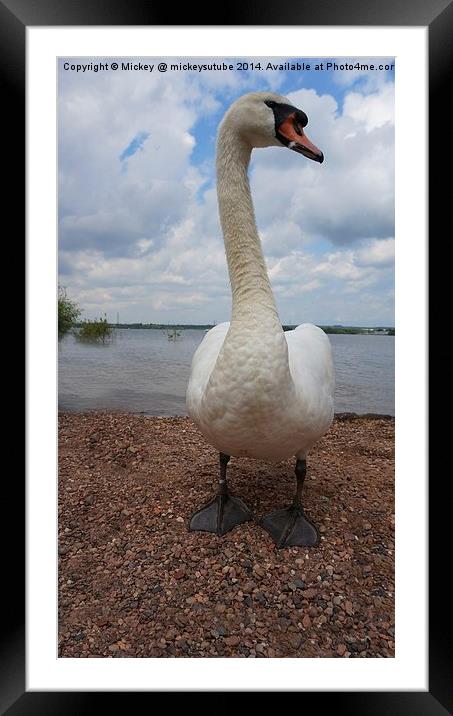 Posing Swan Framed Mounted Print by rawshutterbug 