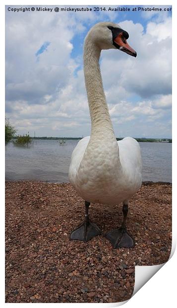 Posing Swan Print by rawshutterbug 