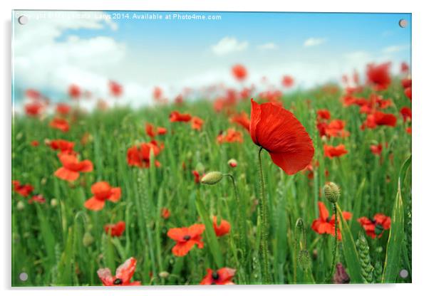 Beautiful fields of red poppies Acrylic by Malgorzata Larys