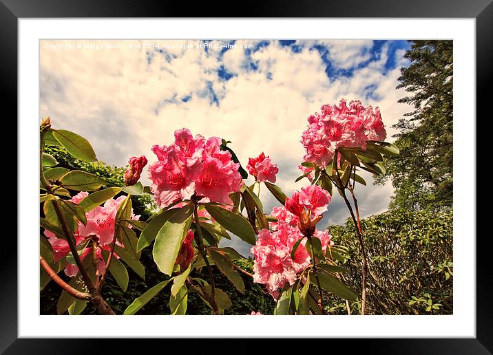 Pink rhododendron flowers against the sky Framed Mounted Print by Malgorzata Larys
