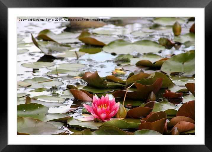 Water Lily Framed Mounted Print by Vanna Taylor