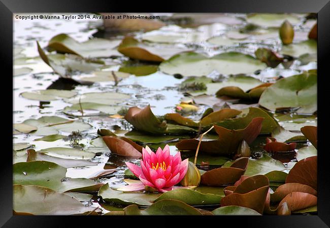 Water Lily Framed Print by Vanna Taylor