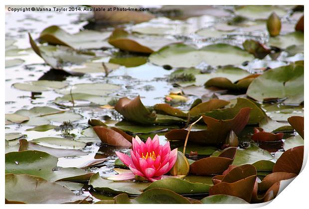 Water Lily Print by Vanna Taylor