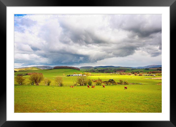Beautiful rural landscape with grazing cows, hills Framed Mounted Print by Malgorzata Larys