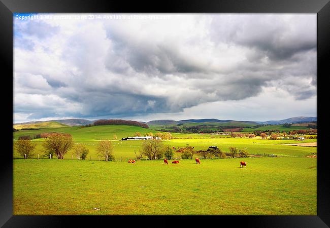 Beautiful rural landscape with grazing cows, hills Framed Print by Malgorzata Larys